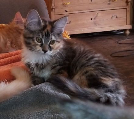6 Maine Coon Mix Kitten Katzenbabys 13 Wochen