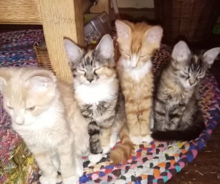 6 Maine Coon Mix Kitten Katzenbabys 13 Wochen