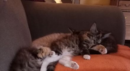 6 Maine Coon Mix Kitten Katzenbabys 13 Wochen