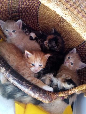 6 Maine Coon Mix Kitten Katzenbabys 13 Wochen