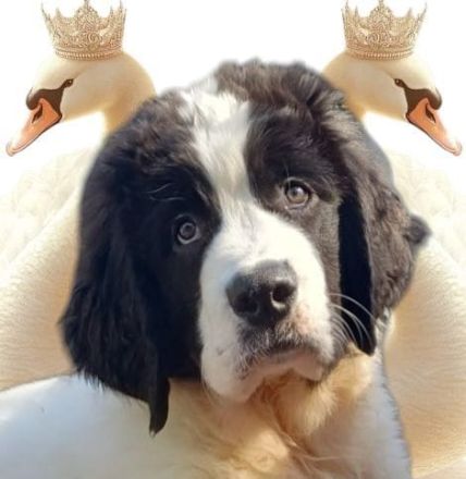 Landseerwelpen von der Schwanenburg