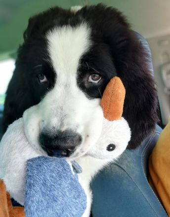 Landseerwelpen von der Schwanenburg