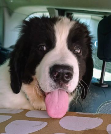 Landseerwelpen von der Schwanenburg