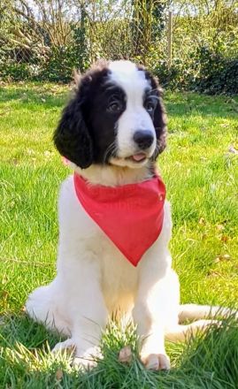 Landseerwelpen von der Schwanenburg