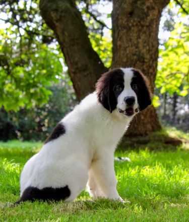 Landseerwelpen von der Schwanenburg