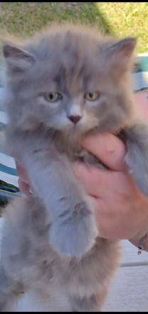 Ragdoll Maine Coon kitten