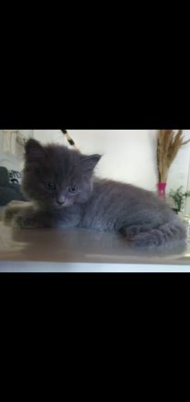 Ragdoll Maine Coon kitten