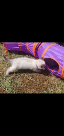 Ragdoll Maine Coon kitten