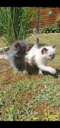 Ragdoll Maine Coon kitten