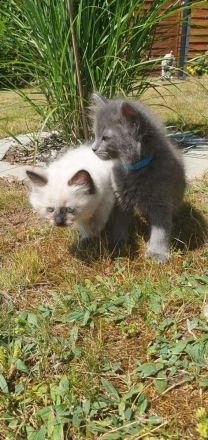 Ragdoll Maine Coon kitten