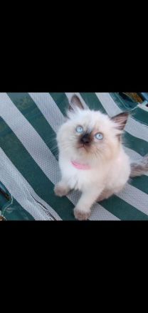 Ragdoll Maine Coon kitten