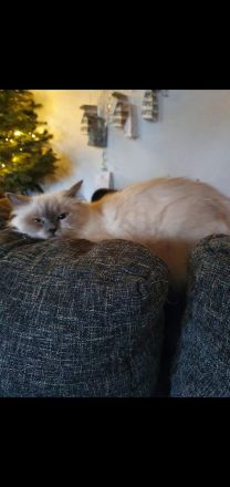 Ragdoll Maine Coon kitten