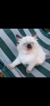 Ragdoll Maine Coon kitten