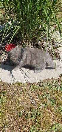 Ragdoll Maine Coon kitten