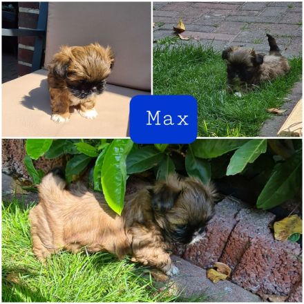 Wonneproppen suchen ein neues Zuhause