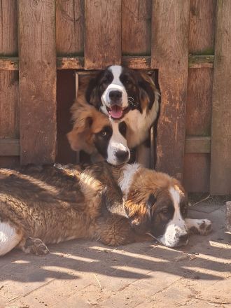 Bernhardinerweibchen suchen DICH!