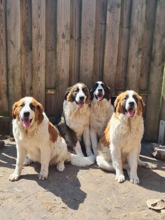 Bernhardinerweibchen suchen DICH!