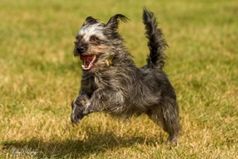 CITA - Sommerfest mediterraner Hunde