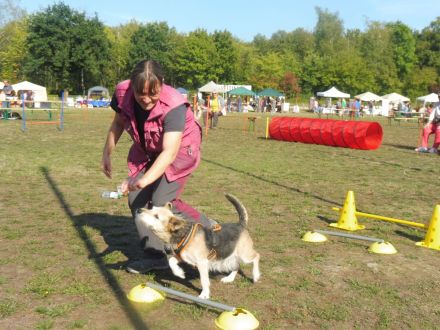 CITA - Sommerfest mediterraner Hunde