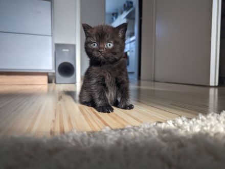 BKH Kitten
