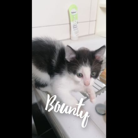 3 süße Kitten suchen ein Liebevolles zu Hause