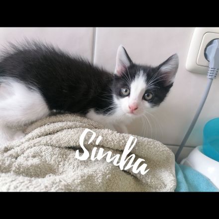 3 süße Kitten suchen ein Liebevolles zu Hause