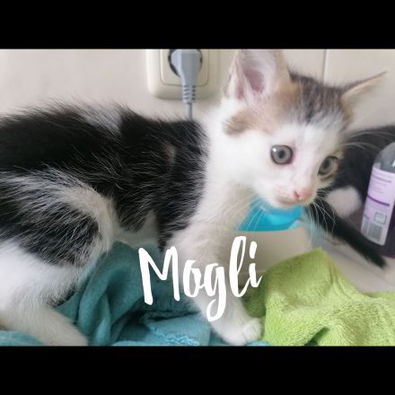 3 süße Kitten suchen ein Liebevolles zu Hause