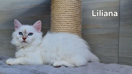 Bezaubernde Sibirerkätzchen mit Papieren