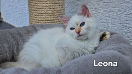 Bezaubernde Sibirerkätzchen mit Papieren