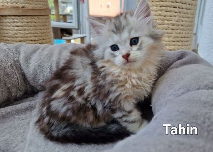 Bezaubernde Sibirerkätzchen mit Papieren