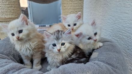 Bezaubernde Sibirerkätzchen mit Papieren