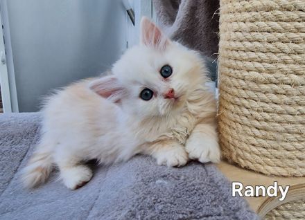 Bezaubernde Sibirerkätzchen mit Papieren