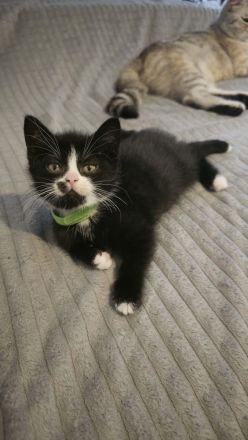 Bkh/Ekh kitten suchen neues zu hause