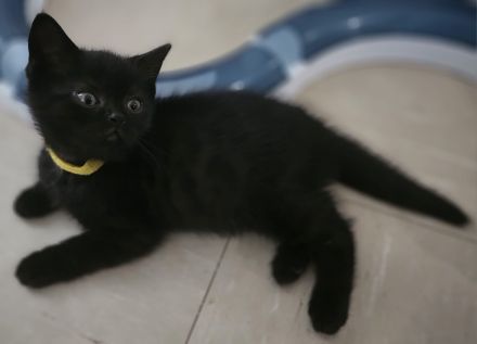 Bkh/Ekh kitten suchen neues zu hause