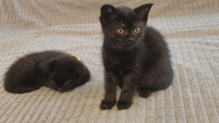 Bkh/Ekh kitten suchen neues zu hause