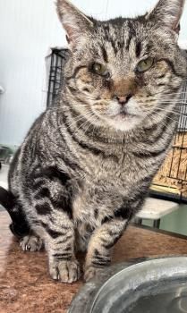 Damian, FIV positiv