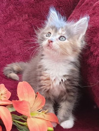 VENNOAS Maine Coon Cattery