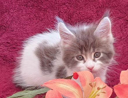 VENNOAS Maine Coon Cattery