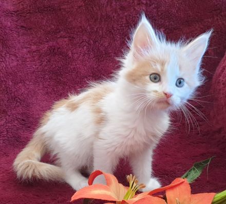 VENNOAS Maine Coon Cattery