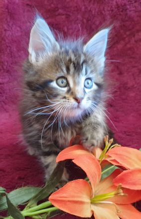 VENNOAS Maine Coon Cattery