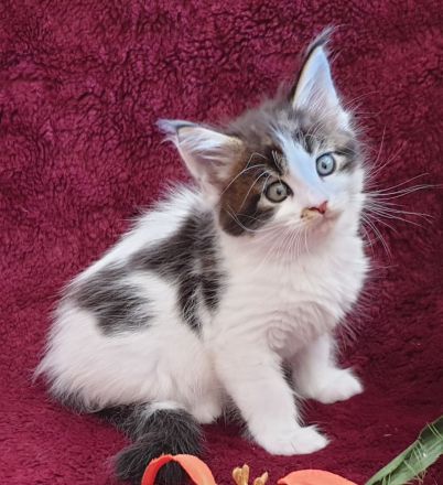 VENNOAS Maine Coon Cattery