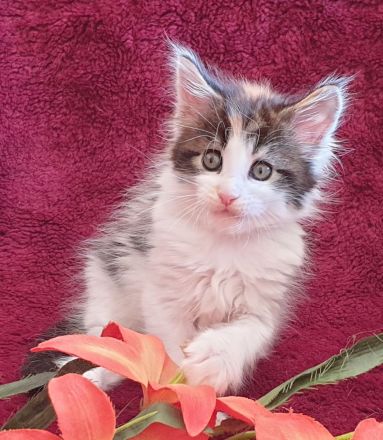 VENNOAS Maine Coon Cattery