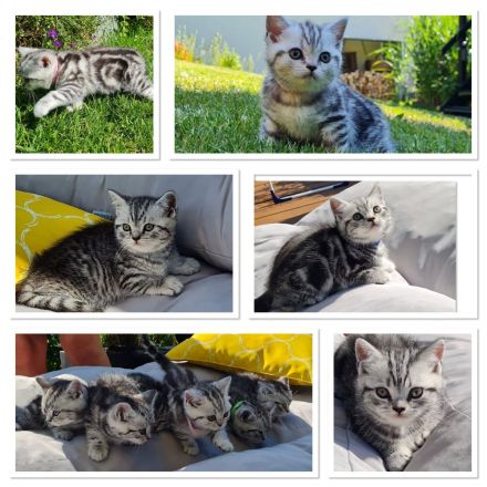 Reinrassige Bkh Kitten