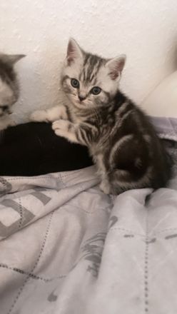 Reinrassige Bkh Kitten