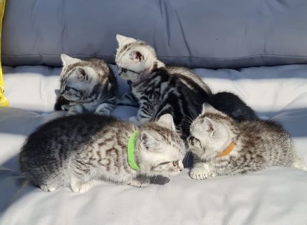 Reinrassige Bkh Kitten