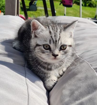 Reinrassige Bkh Kitten