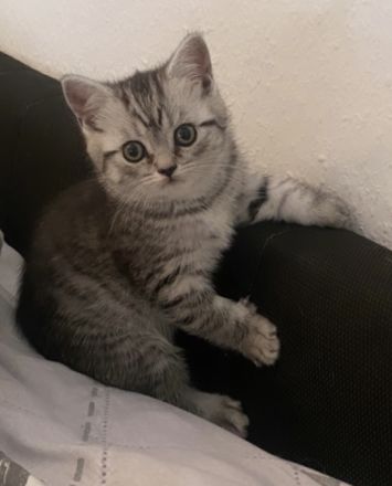 Reinrassige Bkh Kitten
