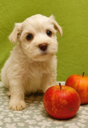 American Zwergschnauzer Welpen