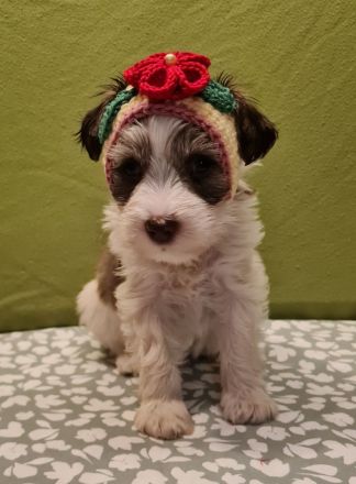 American Zwergschnauzer Welpen