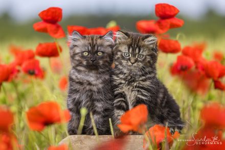 Unsere beiden Jungs warten auf die richtigen Adoptiveltern